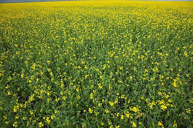 《斗鱼+》登陆三大主机发售 经典街机格斗名作复刻增强